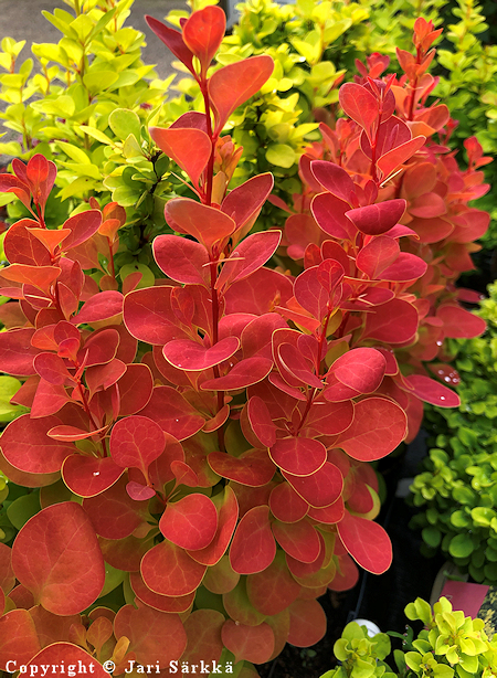 Berberis thunbergii 'Orange Ice', japaninhappomarja